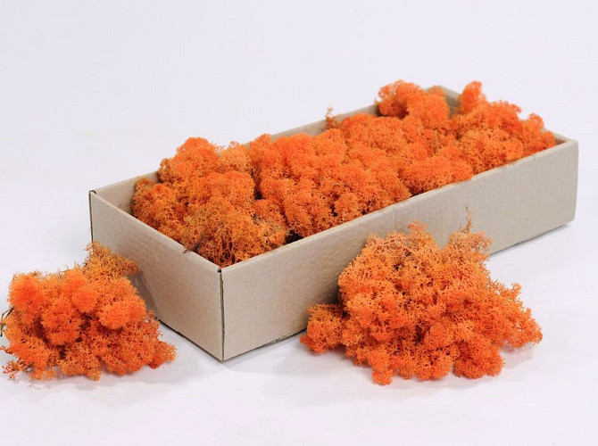 Reindeer Moss Orange 500gr.