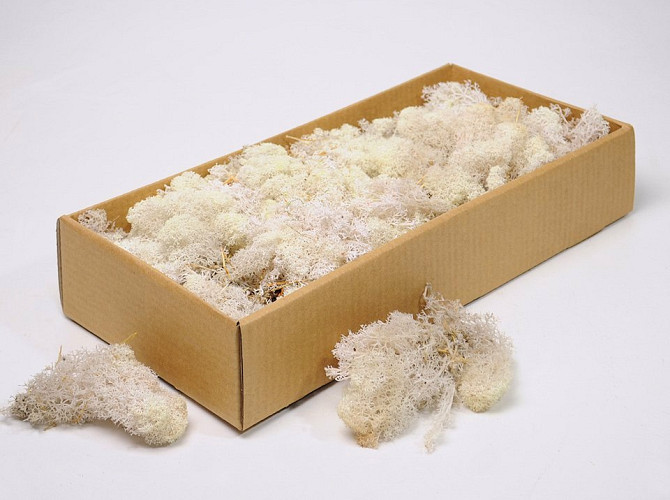 Reindeer Moss Bleached 500g.