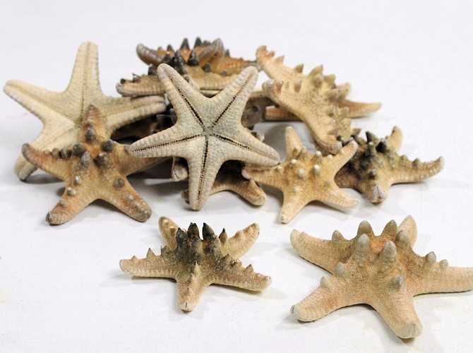 Starfish Rhino 15pcs.