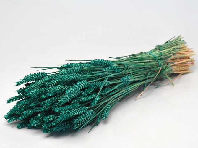 Triticum Emerald Green (wheat) 70cm