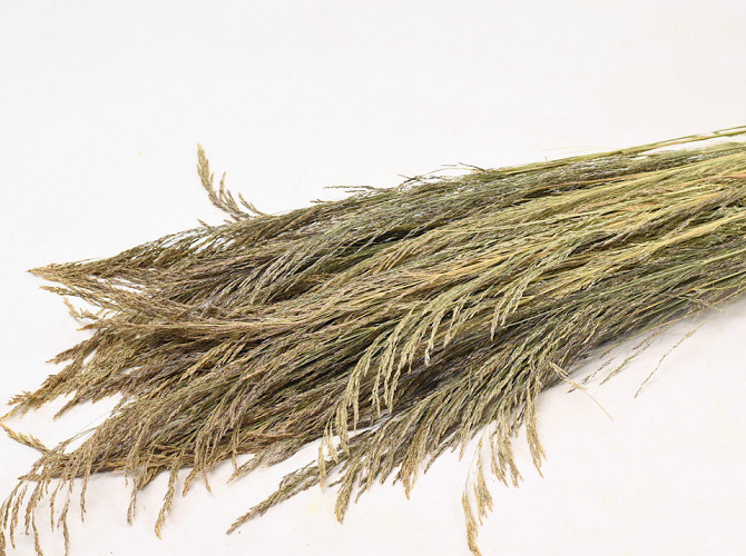 Silvergrass 110cm 200gr.