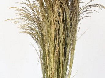 Silvergrass 110cm 200gr.