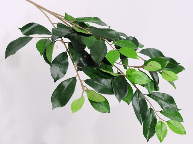 Ficus Branch 65cm