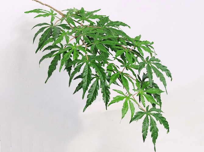 Japanese Maple 70Cm