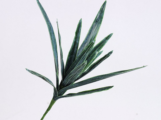 Dracaena Leaf Pick 38cm