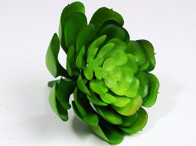 Succulent Aeonium 7cm
