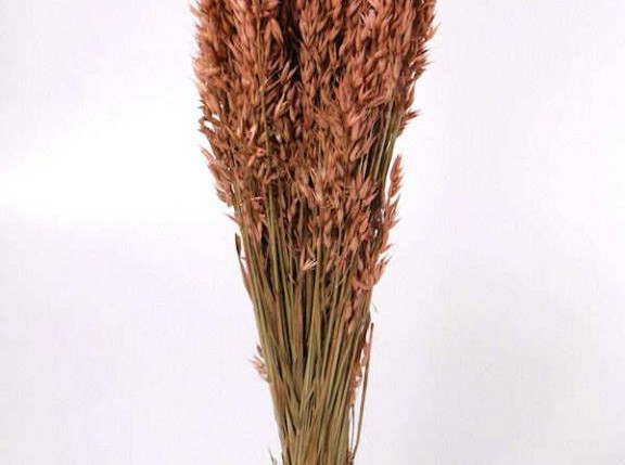 Avena Salmon 70cm