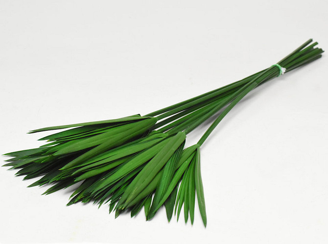 Papyrus Green preserved L65cm