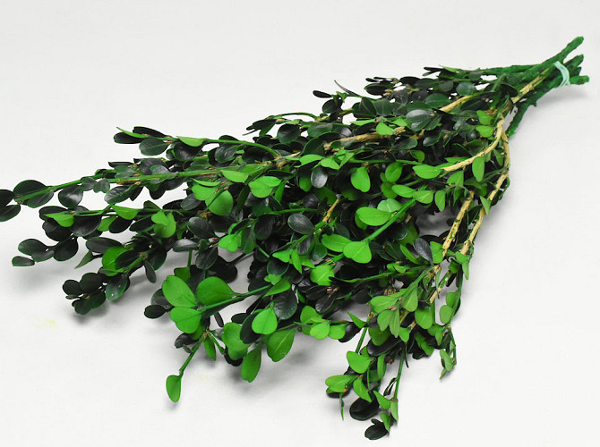 Buxus Grün L40-50cm