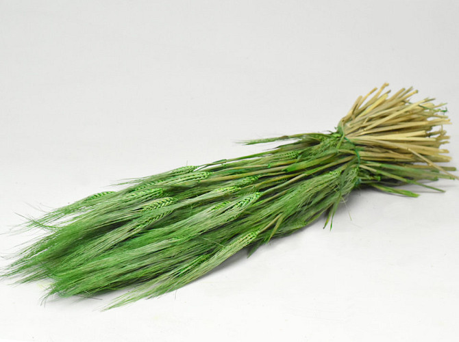 Barley Green 70cm