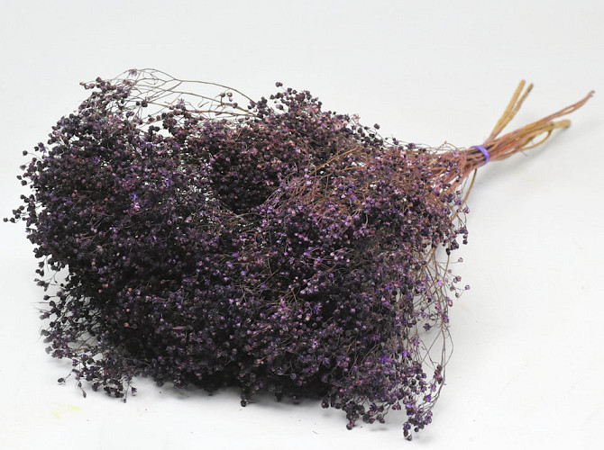 Broom Bloom Purple 50cm