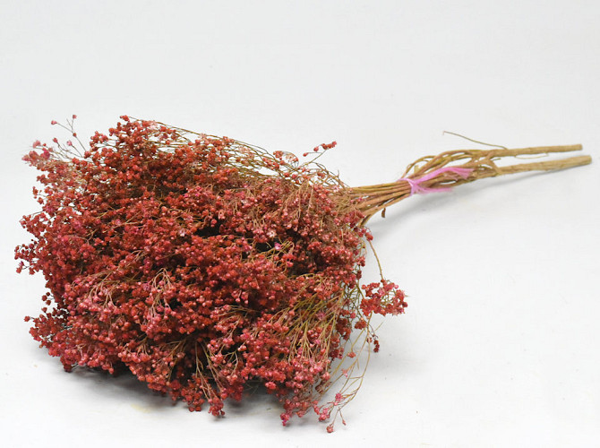 Broom Bloom Pink 50cm