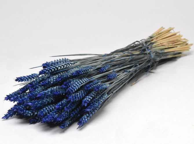 Triticum Blue (wheat) 70cm