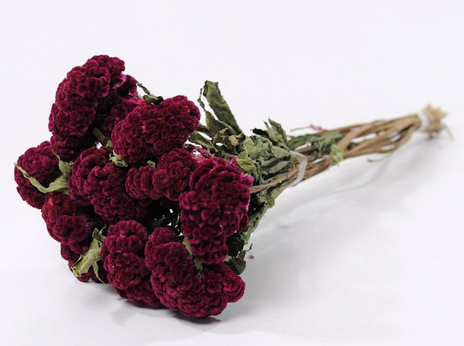 Celosia Bordeaux 60cm