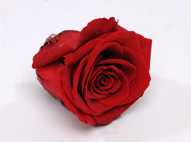 Roses préservé 5cm Rouge