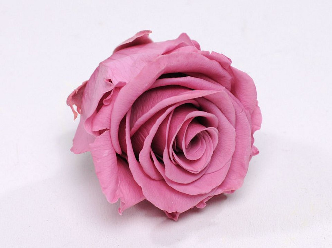 Rose Heads 5cm Old Pink