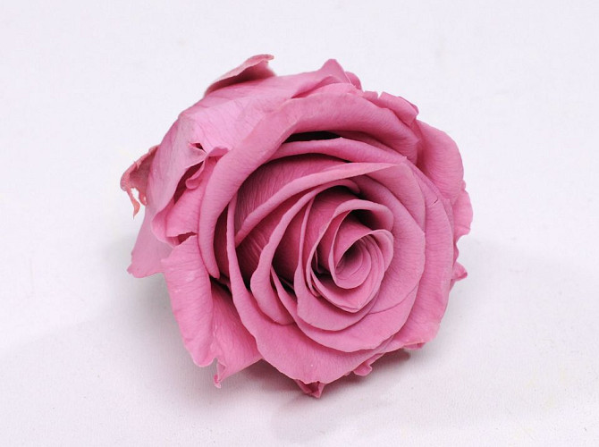 Rosenköpfe 5cm Rosa