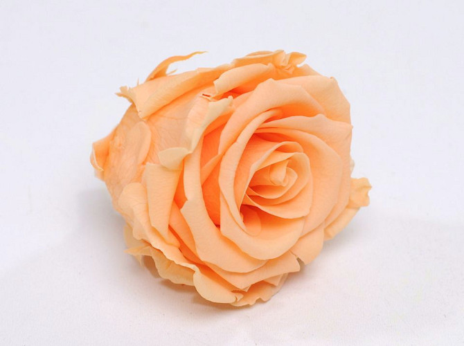 Rose Heads 5cm Peach