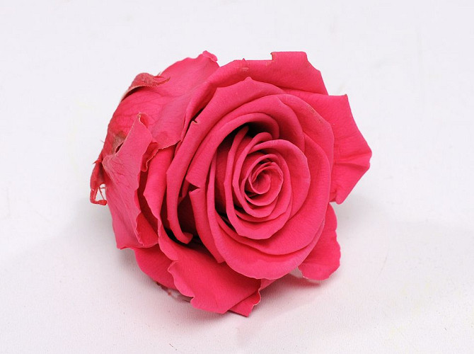 Rose Heads 5cm Dark Pink