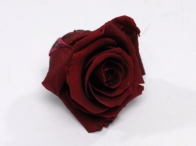 Rose Heads 5cm Burgundy