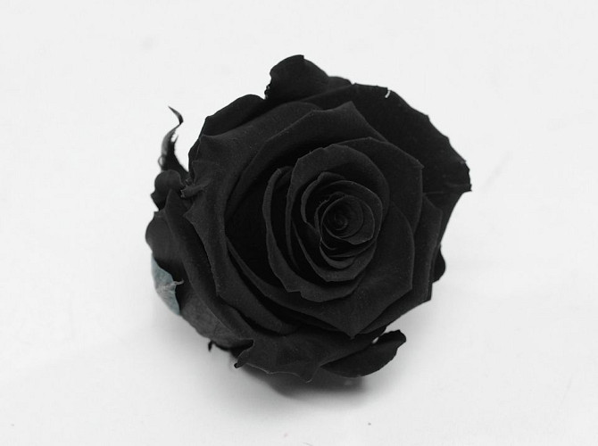Roses préservé 5cm Noir