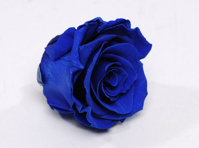 Rose Heads 5cm Royal Blue