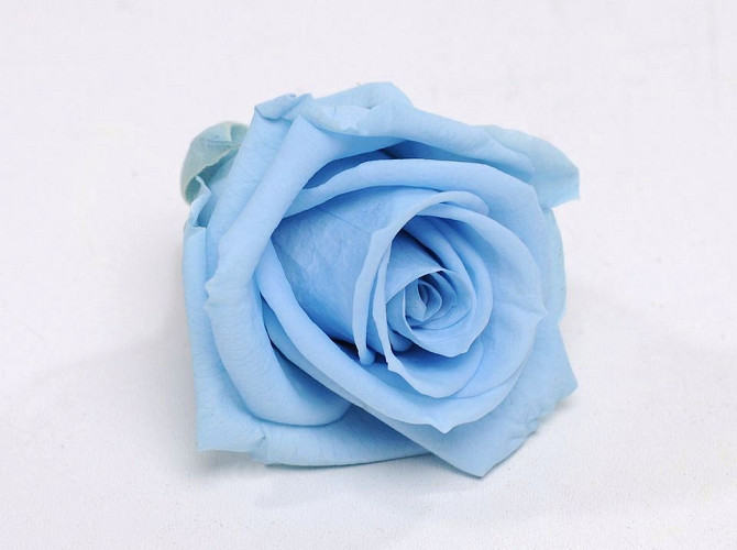 Rose Heads 5cm Sky Blue