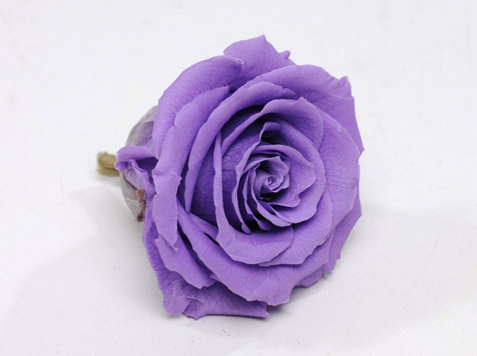 Rose Heads 5cm Lilac