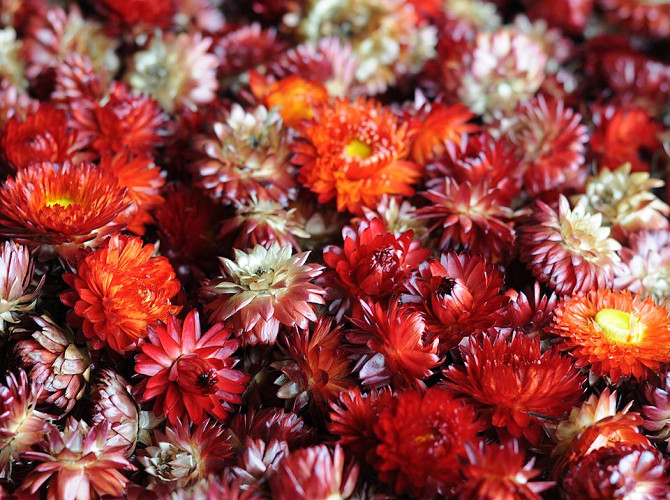 Helichrysum Rot Köpfe PKG