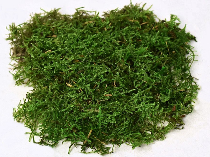 Sheet Moss Green Sample