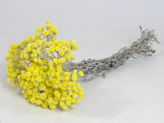 Helichrysum Immortelle 30cm