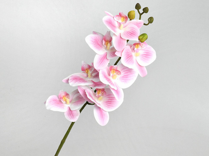 Artificial Orchid Pink/Cream 73cm 