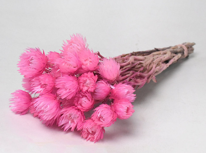 Helichrysum Vestitum Pink 