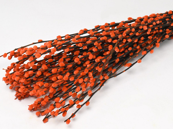 Dried Pussy Willow 70cm Orange 50pcs