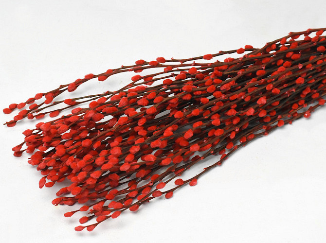 Dried Pussy Willow 70cm Red 50pcs