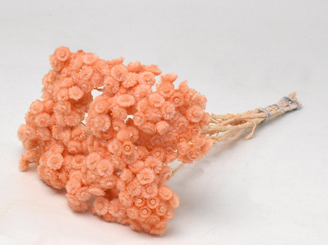 Helichrysum Immortelle 30cm Peach