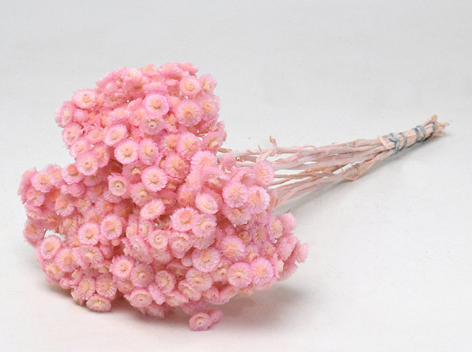 Helichrysum Immortelle 30cm Pink