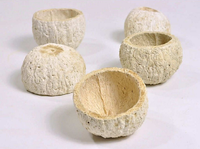Ourico Gebleicht 9-11cm