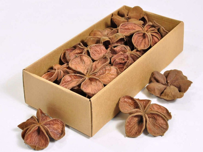 Land Lotus 25pcs