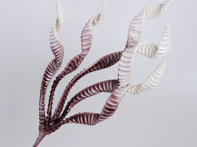 Exotic Plant 100cm old pink