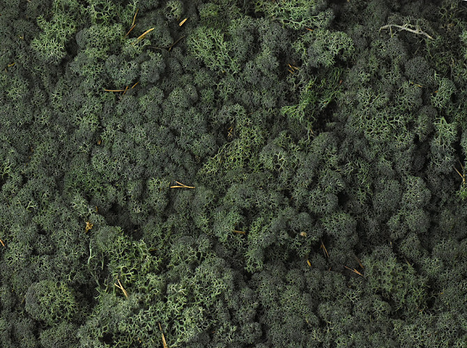 Reindeer Moss Pine Green per kg