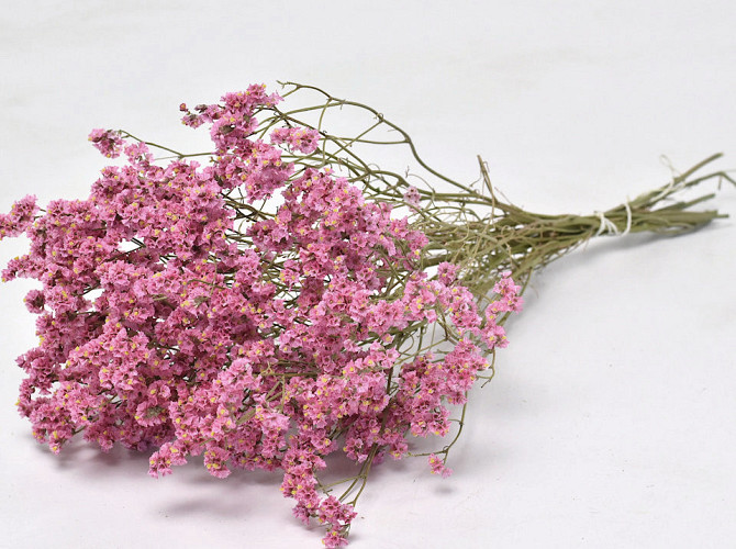 Limonium Pink 60cm 