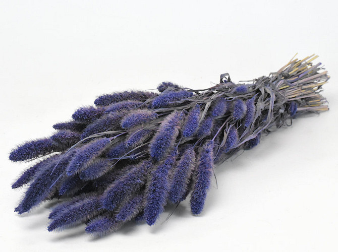 Setaria Purple 65cm 