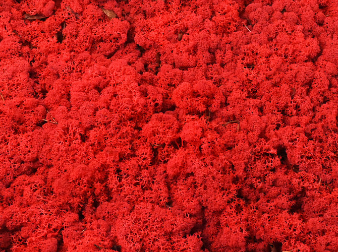 Reindeer Moss Red per kg