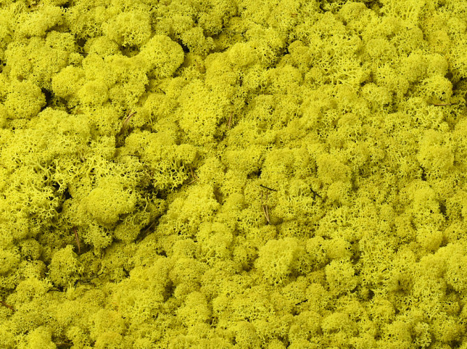 Reindeer Moss Lemon Yellow per kg