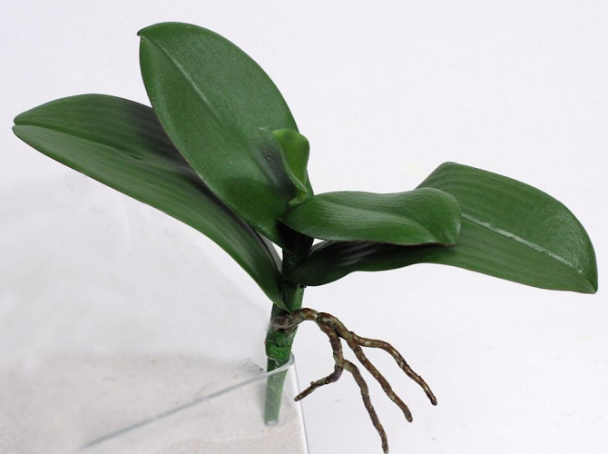 Künstliche Phalaenopsis Leaves W22cm