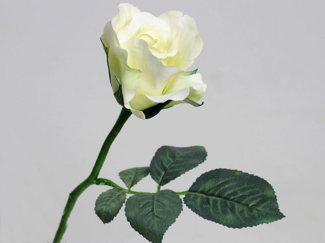 Rose Weiß 30cm