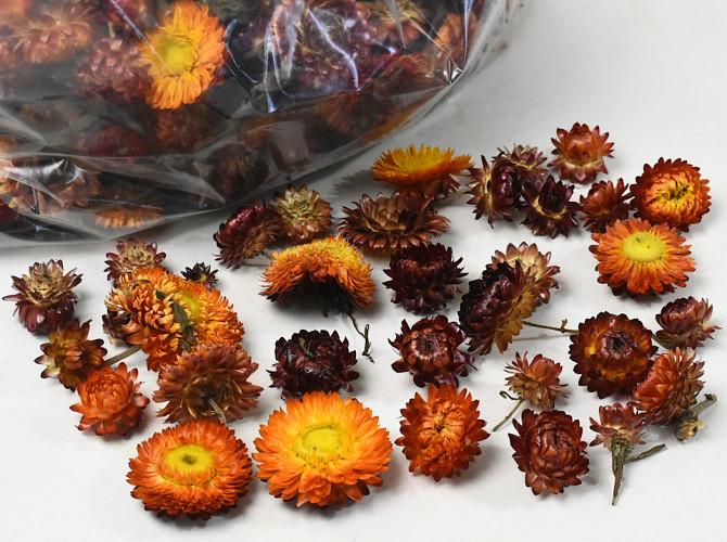 Helichrysum Koppen Oranje 250gr.