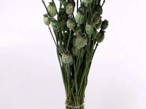 Bouquet Pavot Vert 65cm