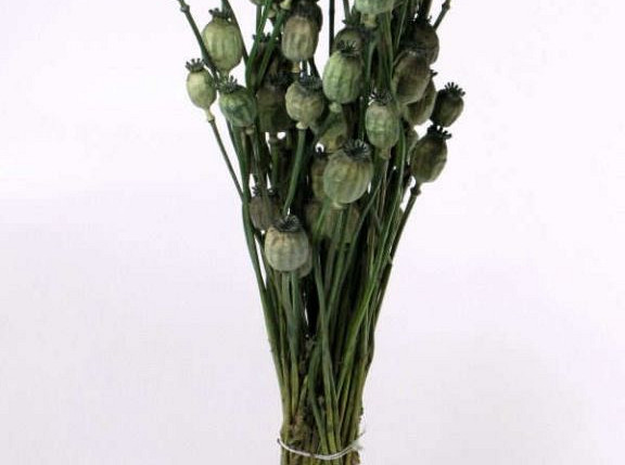 Papaver Grün 65cm